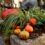 Fayetteville’s Fall Planting Guide: Best Flowers and Veggies for Cool Weather